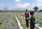 Bhabinkamtibmas-Desa-Kebakalan-Polsek-Porong-Dukung-Ketahanan-Pangan-Bersama-Petani-Melon