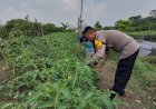 Polsek-Taman-Dampingi-Warga-Masifkan-Ketahanan-Pangan-Melalui-Tanaman-Hortikultura-di-Desa-Sambibulu
