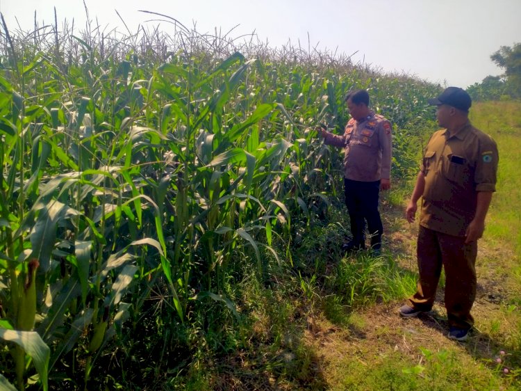 Polsek Prambon Cek Tanaman Jagung Usia 75 Hari, Optimalkan Ketahanan Pangan