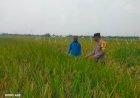 Bhabinkamtibmas-Desa-Pertapan-Maduretno-Taman-Cek-Sawah-Padi-Warga-Dukung-Ketahanan-Pangan