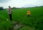 Cek-Tanam-Padi-Berhasil,-Kanit-Binmas-Polsek-Krembung-Turun-ke-Lahan-Pertanian