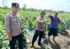 Dukung-Ketahanan-Pangan,-Polisi-Dampingi-Perawatan-Tanaman