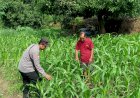 Bhabinkamtibmas-Desa-Trompoasri-Pantau-Pertumbuhan-Jagung,-Wujud-Jalankan-Ketahanan-Pangan
