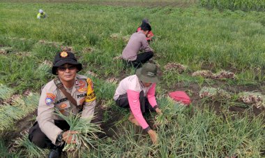 Polsek-Krembung-Bersama-Warga-Panen-Bawang-Merah,-Wujud-Nyata-Ketahanan-Pangan