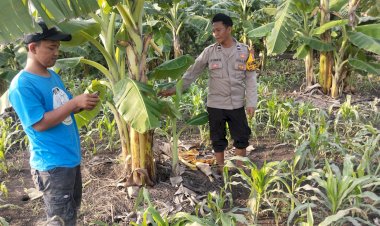 Bhabinkamtibmas-Desa-Sukorejo-Dampingi-Warga-Garap-Lahan-Ketahanan-Pangan