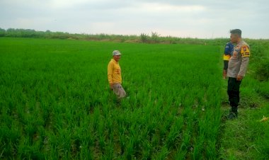 Kanit-Binmas-Polsek-Krembung-Turun-ke-Lahan-Pertanian-Padi