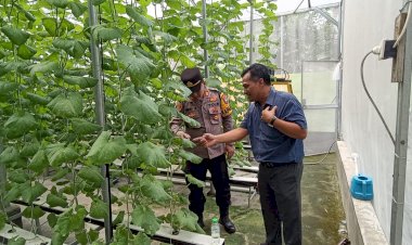 Kapolsek-Tarik-Tinjau-Kebun-Melon-Hidroponik-di-Desa-Gempol-Klutuk,-Dukung-Upaya-Ketahanan-Pangan