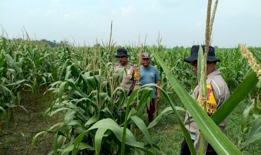 POLRESTA-SIDOARJO-|-Polsek-Balongbendo-Patroli-Desa-Ketahanan-Pangan-Pekarangan-Tanaman-Jagung