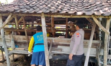 Polisi-Himbau-Peternak-Perhatikan-Tumbuh-Kembang-Hewan-Guna-Menunjang-Program-Ketahanan-Pangan