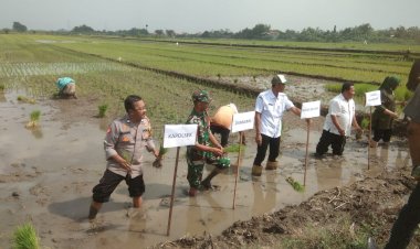 Tiga-Pilar-Desa-Gelang-Kompak-Dukung-Ketahanan-Pangan-Nasional-Lewat-Penanaman-Padi-Serentak