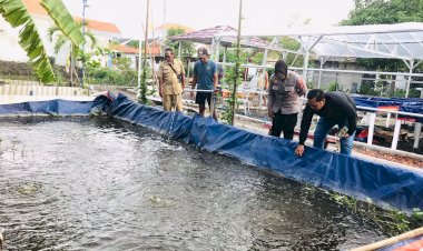 Sinergitas-Bersama-Sukseskan-Program-Ketahanan-Pangan-Lewat-Budidaya-Ikan-Lele-di-Desa-Bangah