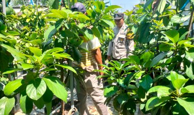 Wujud-Ketahanan-Pangan,-Kanit-Binmas-Polsek-Prambon-Tinjau-Lahan-Tumpang-Sari-Padi-dan-Ketela-Siap-Panen