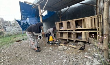 Dukung-Ketahanan-Pangan,-Bhabinkamtibmas-Desa-Mojorangagung-Dukung-Warga-Tingkatkan-Hasil-Ternak-Ayam