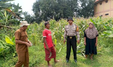 Sinergi-Polisi-dan-Warga,-Tanaman-Jagung-di-Lahan-P2B-Desa-Penambangan-Dukung-Program-Ketahanan-Pangan