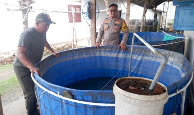 Budidaya-Ikan-Koi-Topang-Ketahanan-Pangan