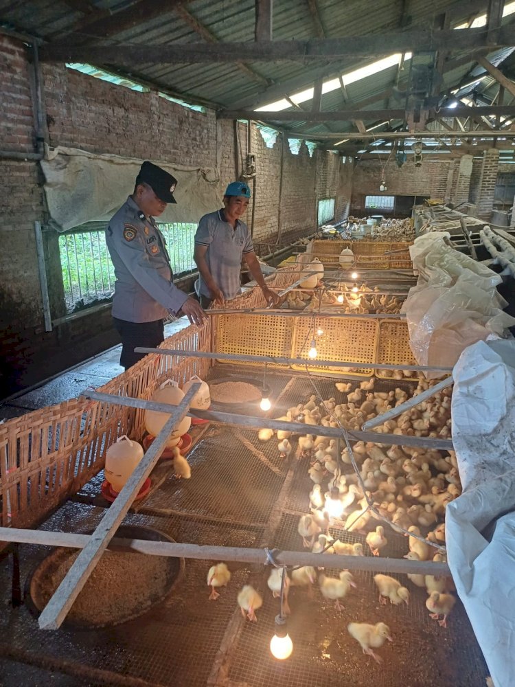Polsek Tarik Dukung Swasembada Pangan, Dorong Peternakan Bebek di Desa Mergosari