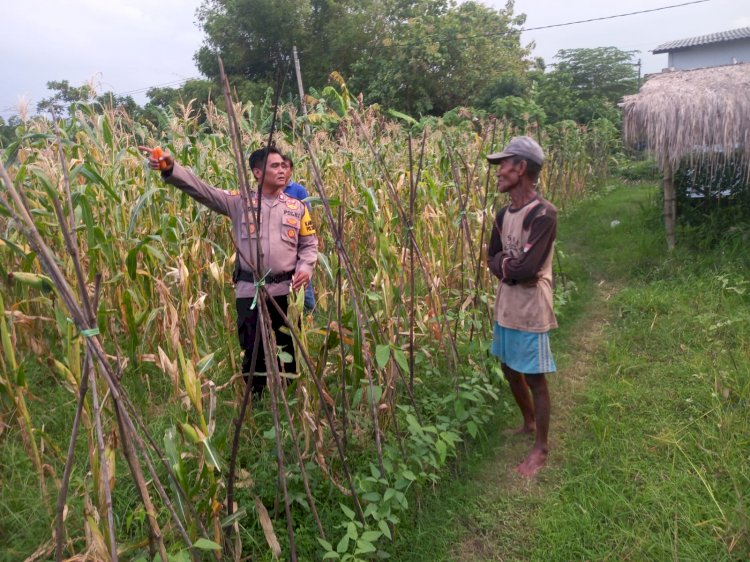 Kanit Binmas Polsek Krembung Dampingi Warga Kelola Tanaman Jagung, Dukung Swasembada Pangan Mandiri