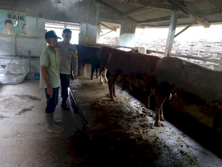 Kanit Binmas Polsek Krembung Tinjau Ternak Sapi Warga, Dukung Program Swasembada Pangan Presiden RI