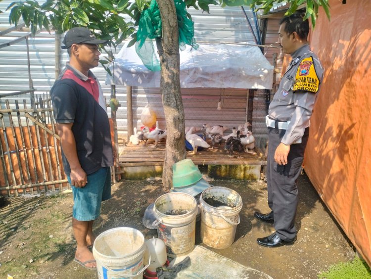 Polsek Porong Dukung Ketahanan Pangan, Cek Budidaya Entok Warga Desa Plumbon