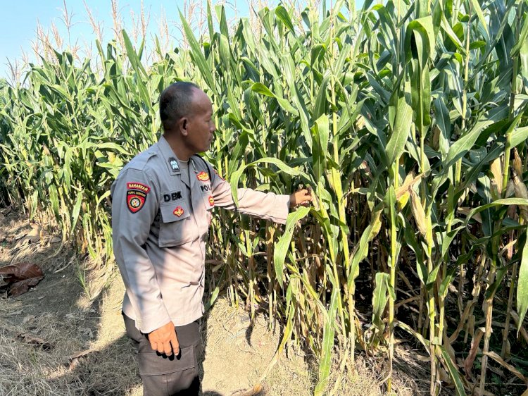 Bhabinkamtibmas Desa Prambon Kontrol Lahan Jagung, untuk Sukseskan Ketahanan Pangan